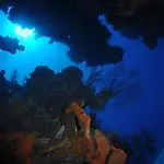Bohio Dive Resort