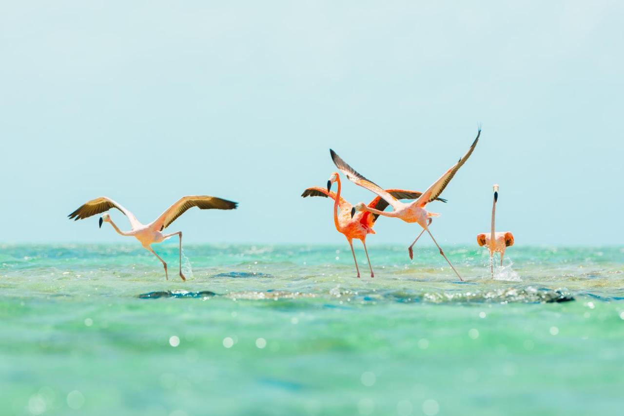 Resort Ambergris Cay Private Island - Pls Island Hopper Flight Included 5*