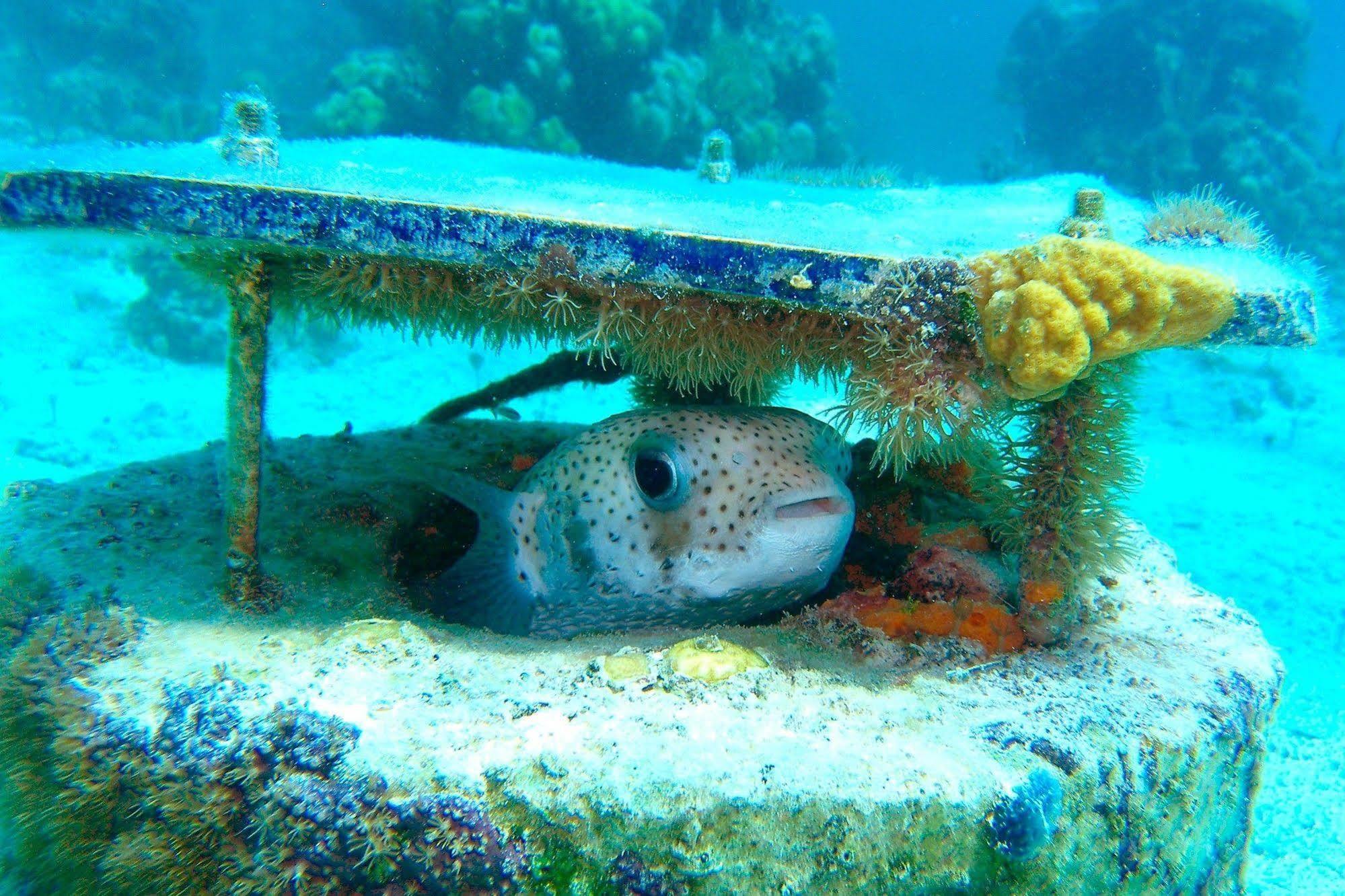 At Windsong On The Reef